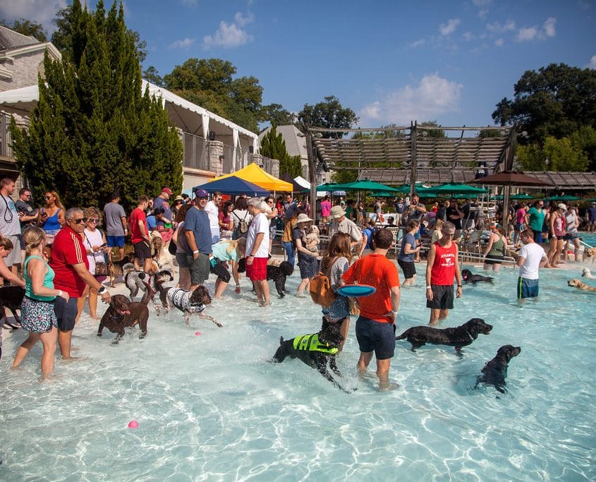 Over 900 Dogs at Splish Splash Doggie Bash Piedmont Park Conservancy