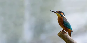 Join our Nature Flock