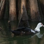 duck swimming in lake clara meer in piedmont park