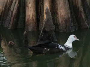 duck swimming in lake clara meer in piedmont park