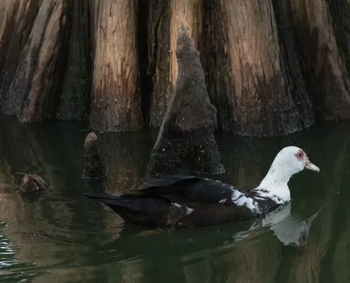 duck swimming in lake clara meer in piedmont park