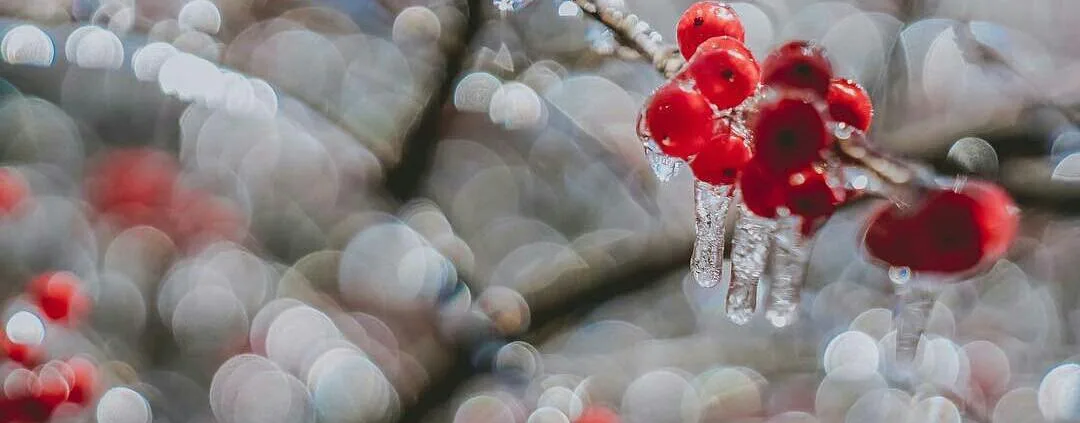 blog-image-seven-ways-to-use-piedmont-park-in-the-cold-winter