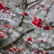blog-image-seven-ways-to-use-piedmont-park-in-the-cold-winter
