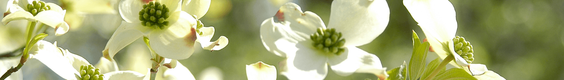Green Market at Piedmont Park photo 3