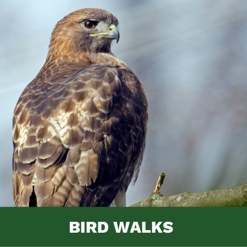 Bird Walks Website Image