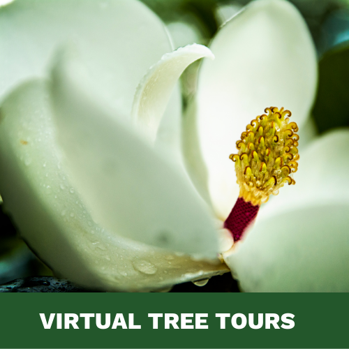 Virtual Tree Tours Website Image