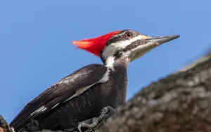 Pileated Woodpecker