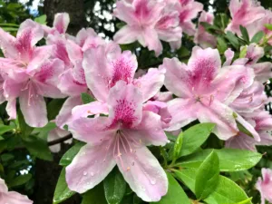 azalea-george-tabor-piedmont-park