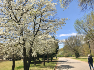 Dogwoods blooming in April at Piedmont Park