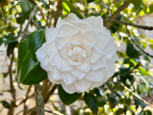 piedmont-park-camellias