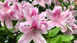 welcome-to-spring-in-piedmont-park