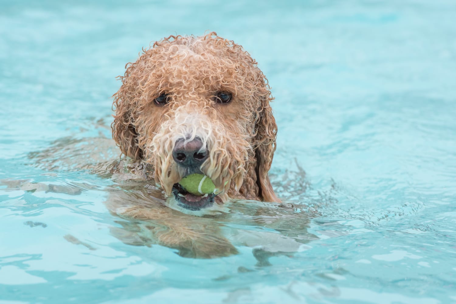 Splish Splash Doggie Bash Piedmont Park Conservancy, Inc.