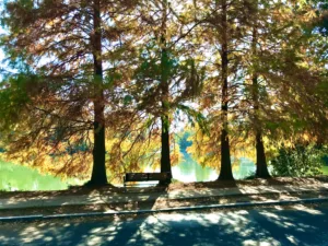 bald-cypress-piedmont-park