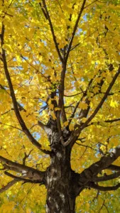 fall-in-piedmont-park