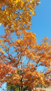 piedmont-park-fall