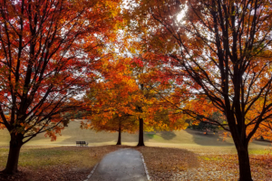 piedmont-park-fall-foliage