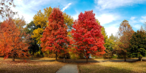 piedmont-park-tree-in-fall