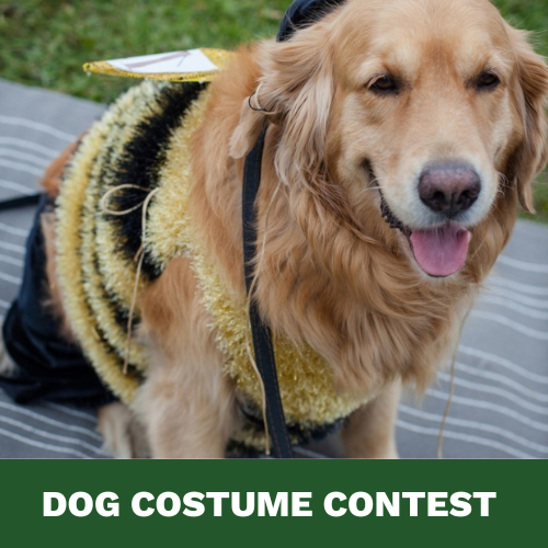 Dog contest
