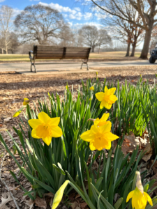 february-15-2022-daffodils