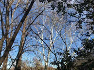 sycamore-lights-up-the-winter-landscape-december-18