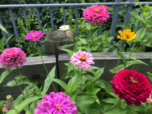 zinnias-with-multiple-colors