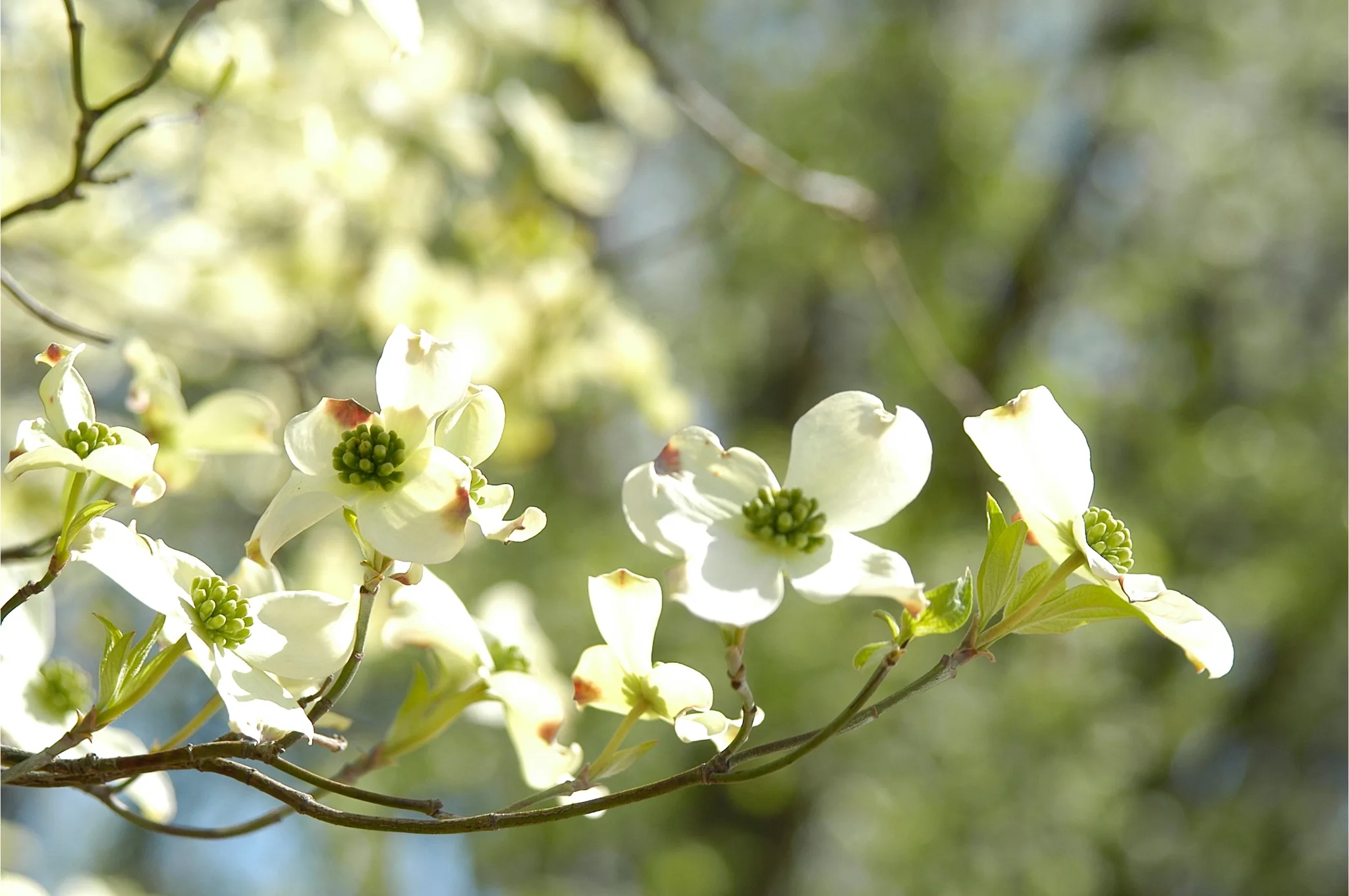 Spring in Piedmont Park