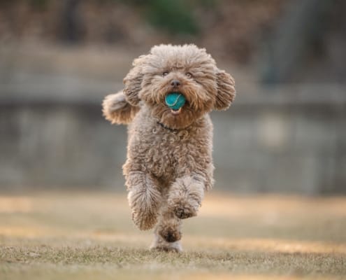 118-currie-bea-miniature-poodle-piedmont-park-atlanta-dog-photographer-250109