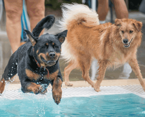 Untitled design - 2025-10-27T103147.698