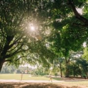 Sunlight filtering through a lush tree canopy in Piedmont Park, with a person walking along a peaceful path surrounded by greenery