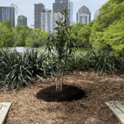 Commemorative Sweetbay Magnolia tree planted along Lake Clara Meer in Piedmont Park with the Midtown Atlanta skyline in the background.
