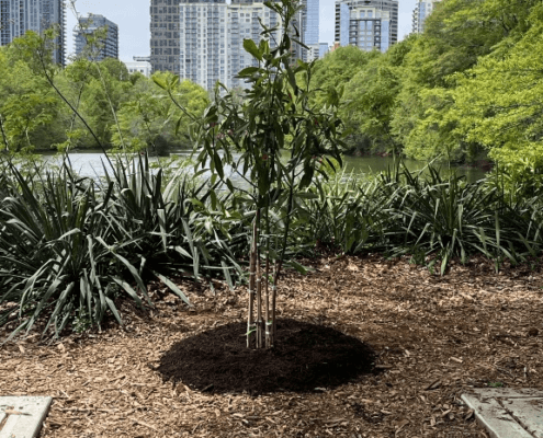 Commemorative Sweetbay Magnolia tree planted along Lake Clara Meer in Piedmont Park with the Midtown Atlanta skyline in the background.