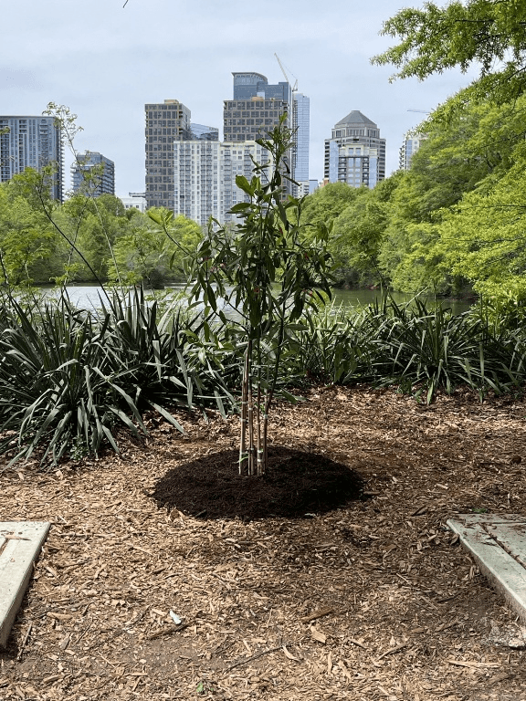 Commemorative Sweetbay Magnolia tree planted along Lake Clara Meer in Piedmont Park with the Midtown Atlanta skyline in the background.