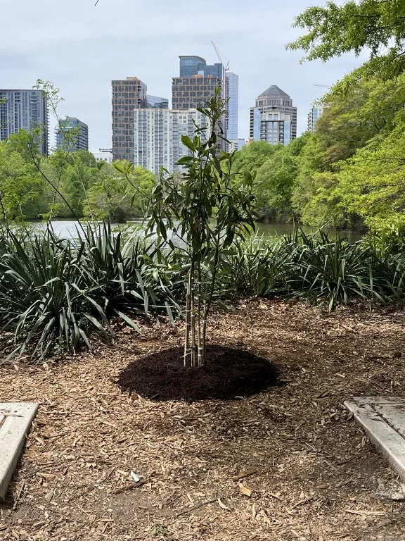 Commemorative Sweetbay Magnolia tree planted along Lake Clara Meer in Piedmont Park with the Midtown Atlanta skyline in the background.