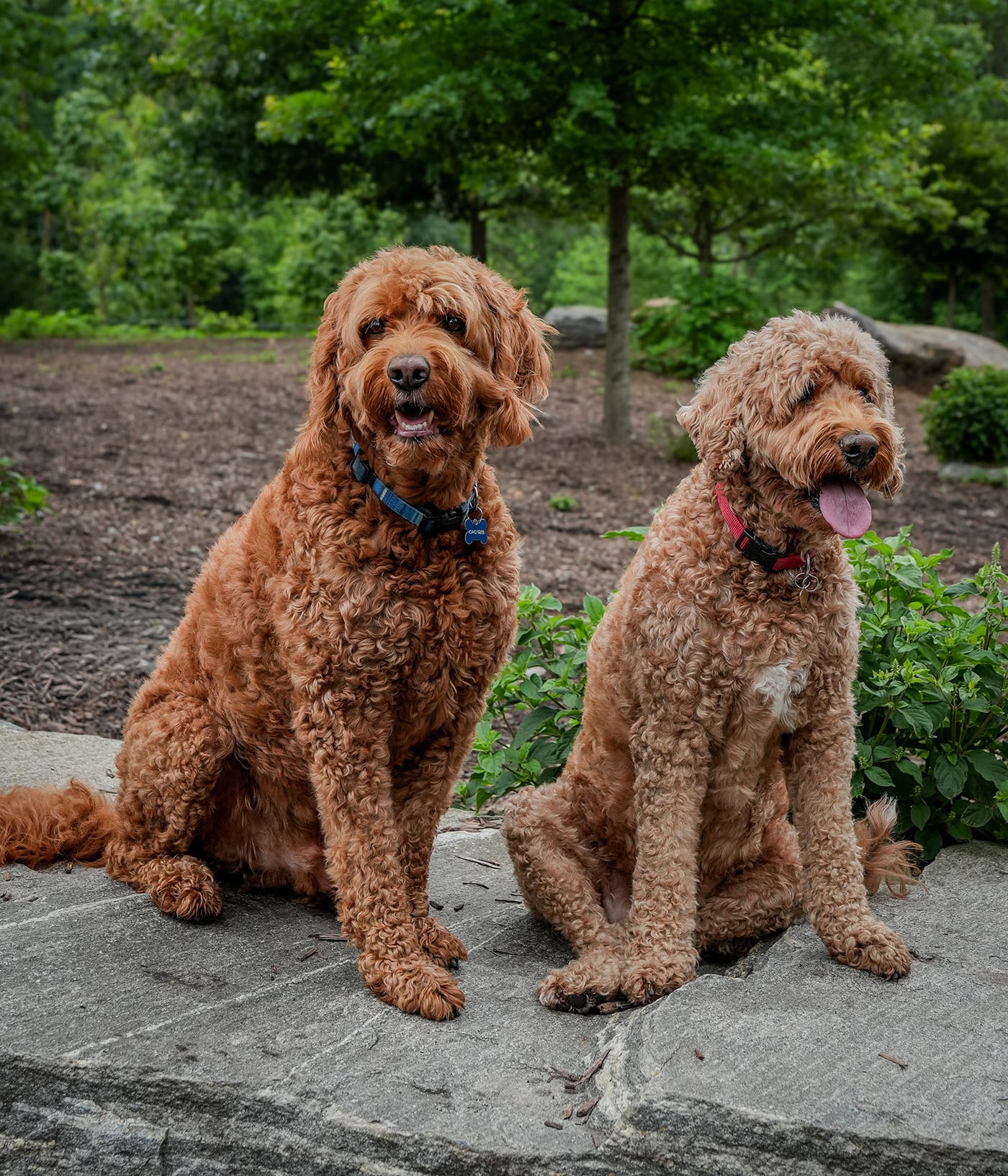 Dog Park Renovations-2026 2 Two curly-haired dogs sitting together on a rock in a green community dog park.